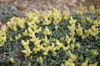 Astragalus vulnerariae