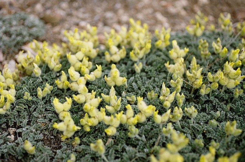 Astragalus vulnerariae