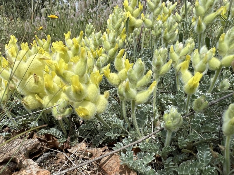 Astragalus vulnerariae photo 2