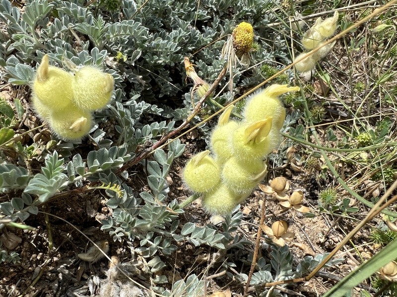 Astragalus vulnerariae photo 3