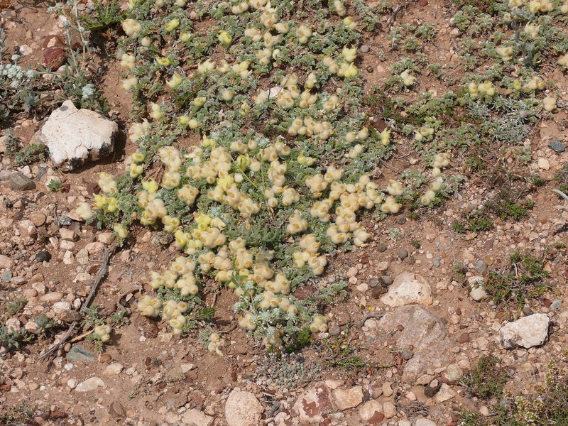 Astragalus vulnerariae photo 4