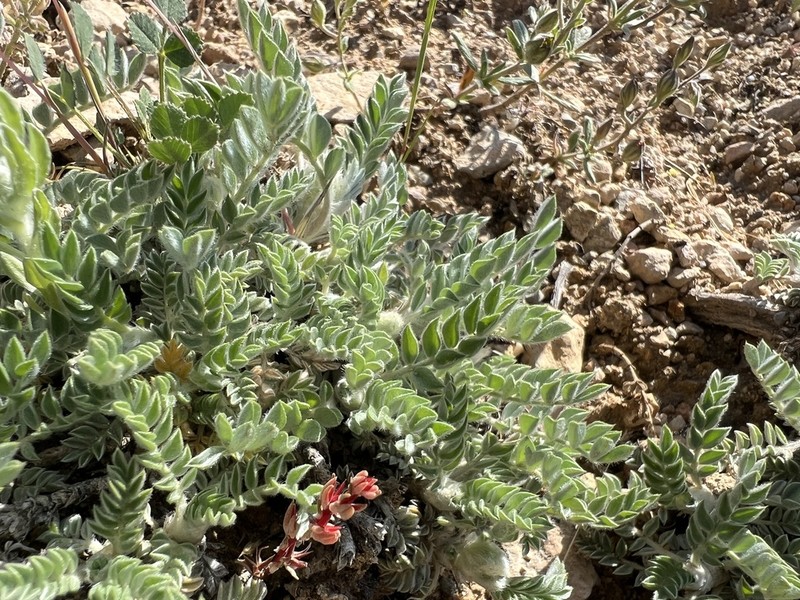 Astragalus vulnerariae photo 5