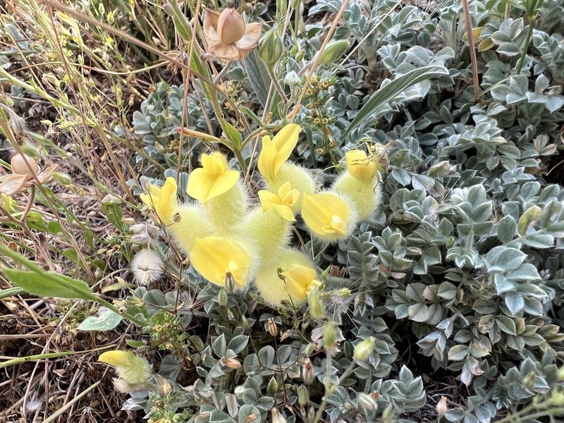 Astragalus vulnerariae photo 6
