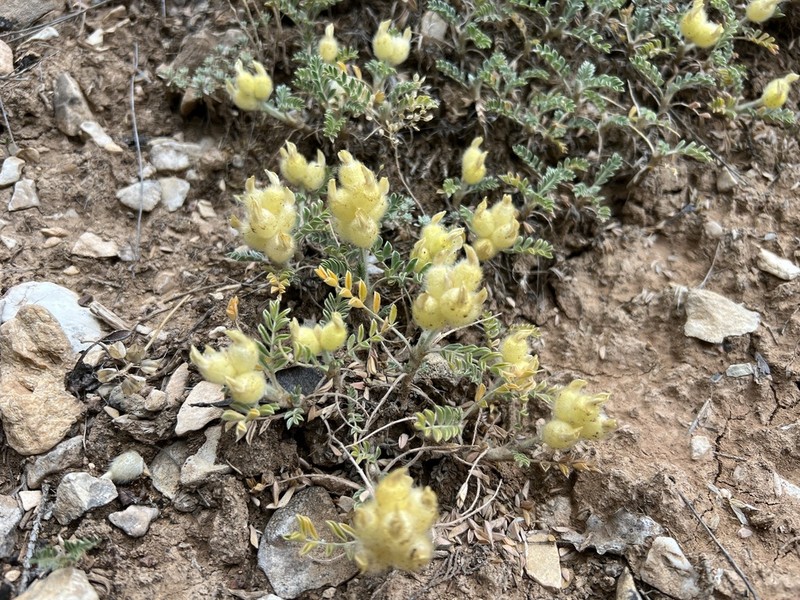 Astragalus vulnerariae photo 7