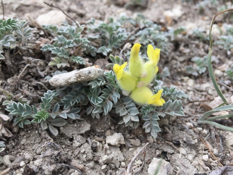 Astragalus vulnerariae photo 8