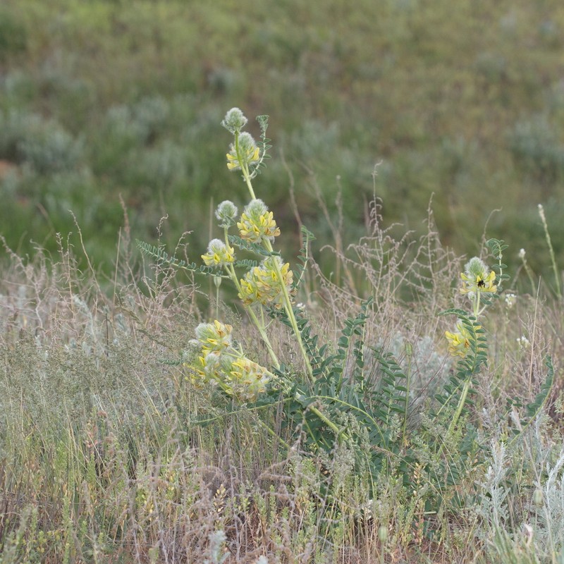 Astragalus vulpinus