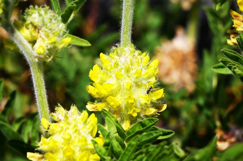 Astragalus vulpinus photo 2