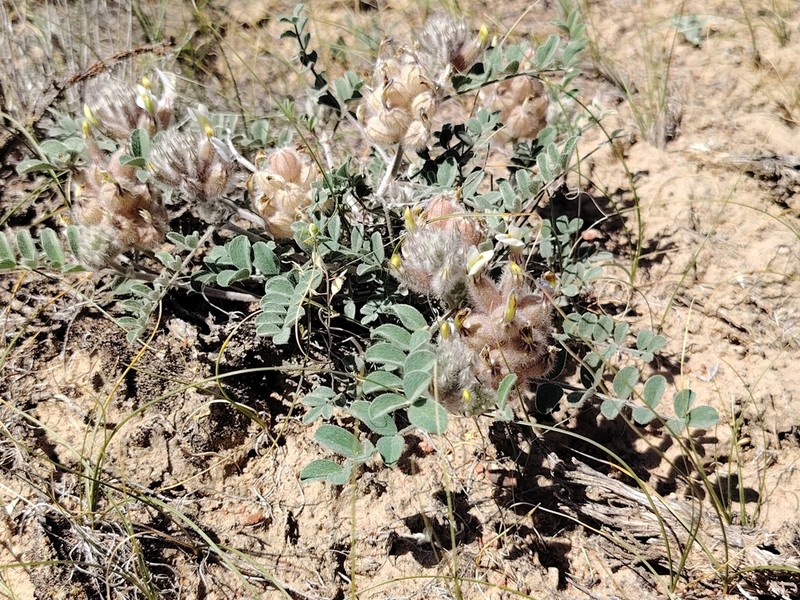 Astragalus vulpinus photo 3