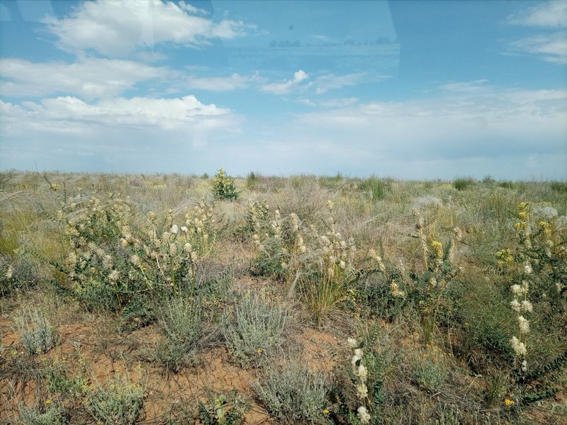 Astragalus vulpinus photo 4