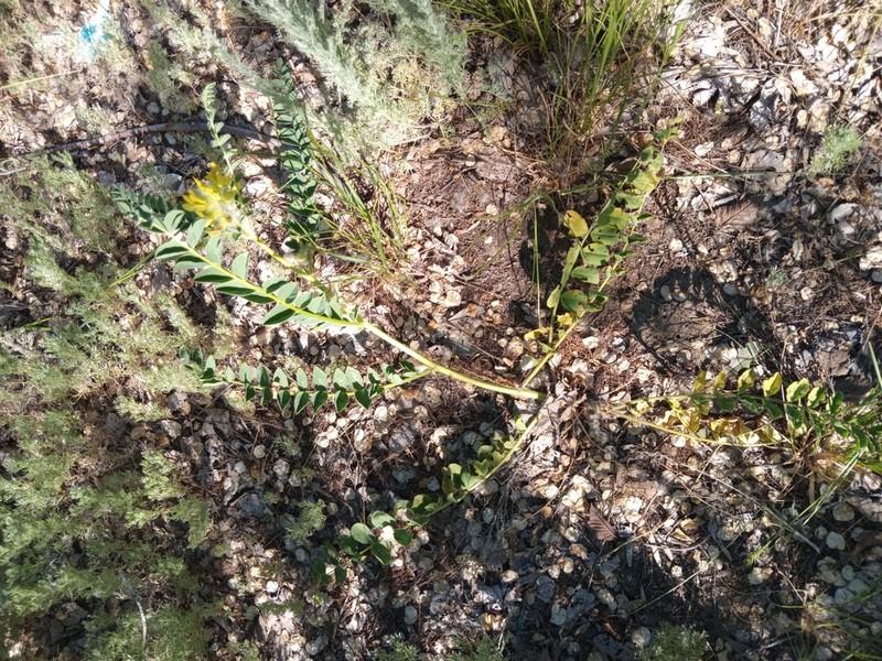 Astragalus vulpinus photo 5