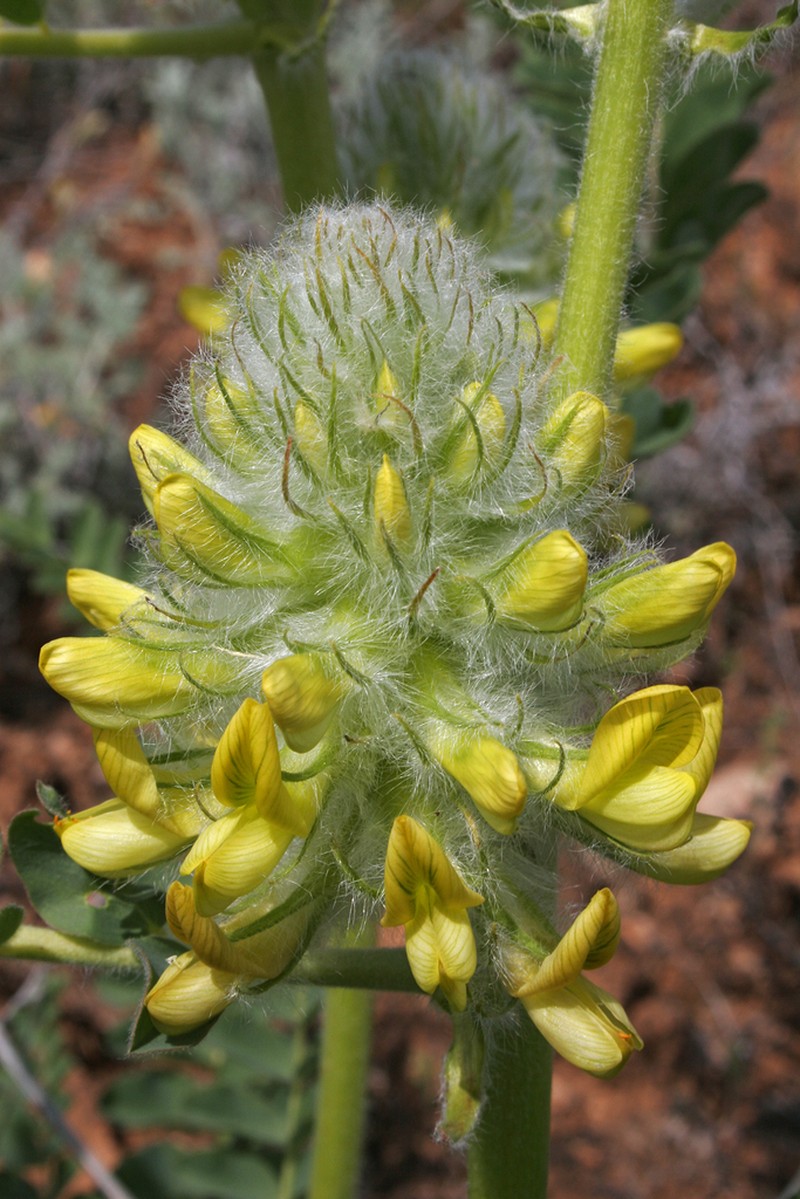 Astragalus vulpinus photo 6
