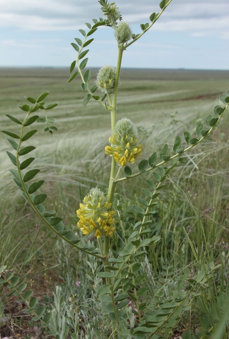 Astragalus vulpinus photo 7