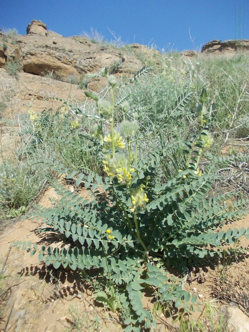 Astragalus vulpinus photo 8