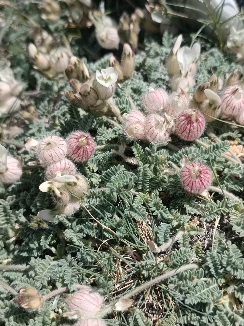 Astragalus wagneri photo 2
