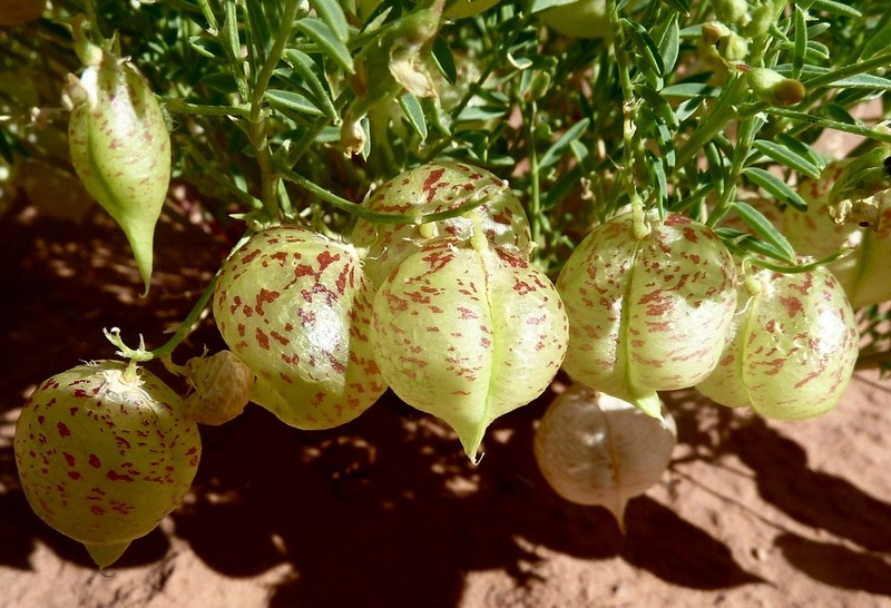 Ward's Milkvetch photo 2