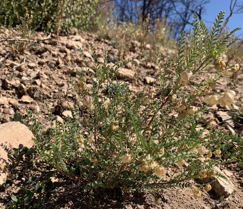 Ward's Milkvetch photo 3