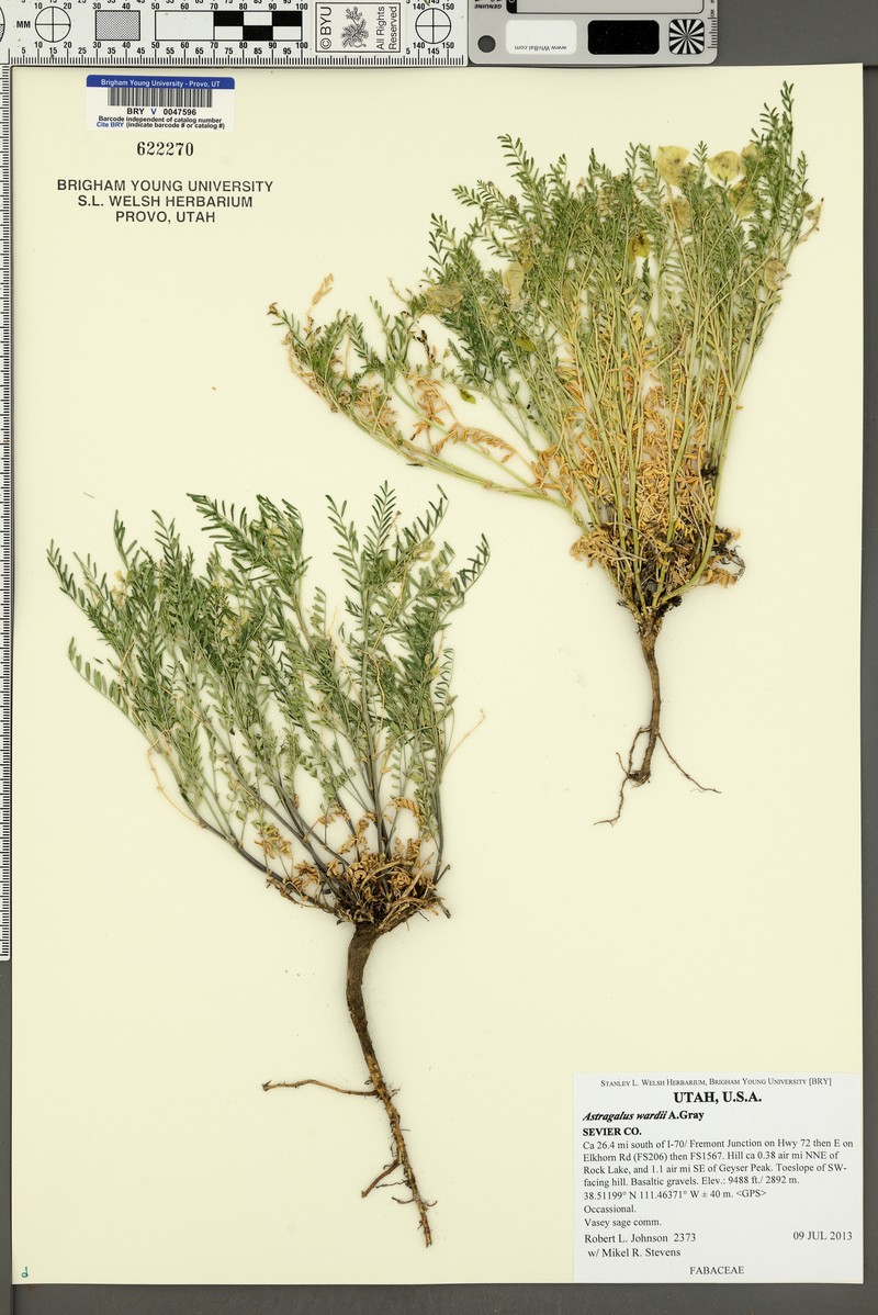 Ward's Milkvetch photo 4