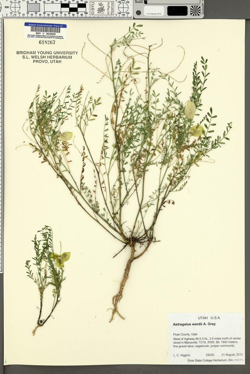 Ward's Milkvetch photo 5