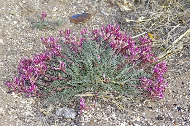 Waterfall's Milkvetch