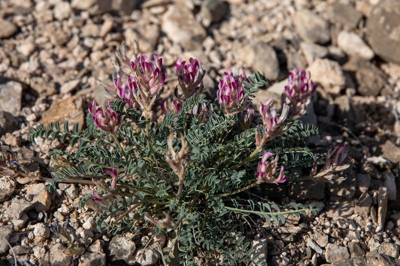 Waterfall's Milkvetch photo 2