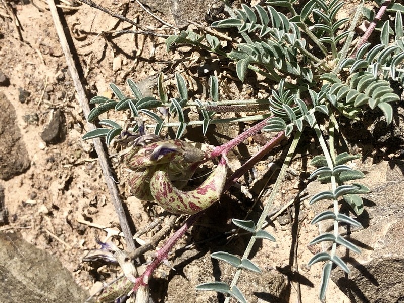 Waterfall's Milkvetch photo 3