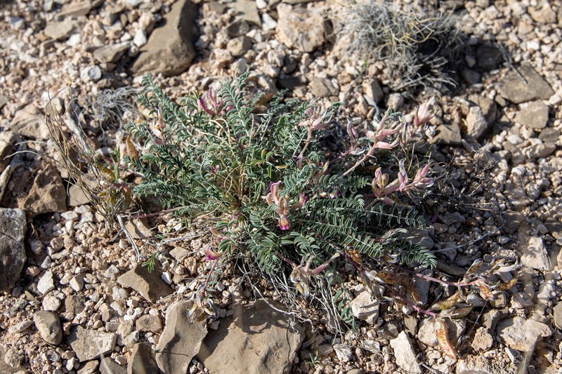 Waterfall's Milkvetch photo 4