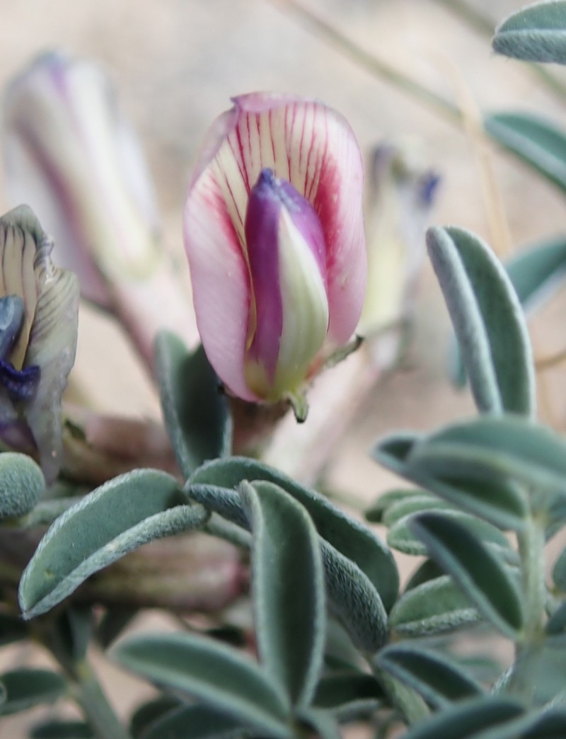 Waterfall's Milkvetch photo 6