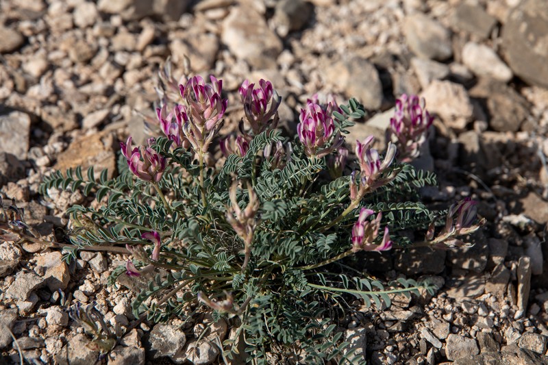 Waterfall's Milkvetch photo 7