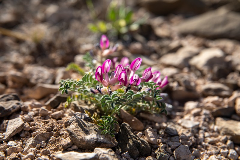 Waterfall's Milkvetch photo 8