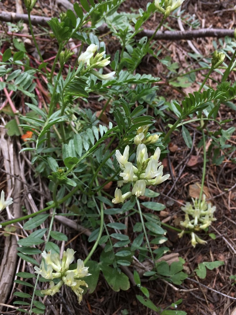 Webber's Milkvetch photo 3