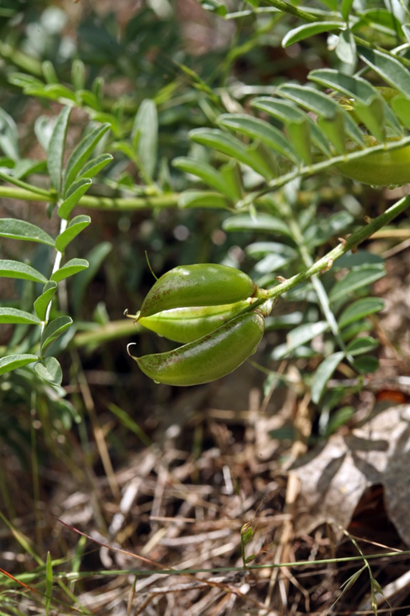 Webber's Milkvetch photo 4