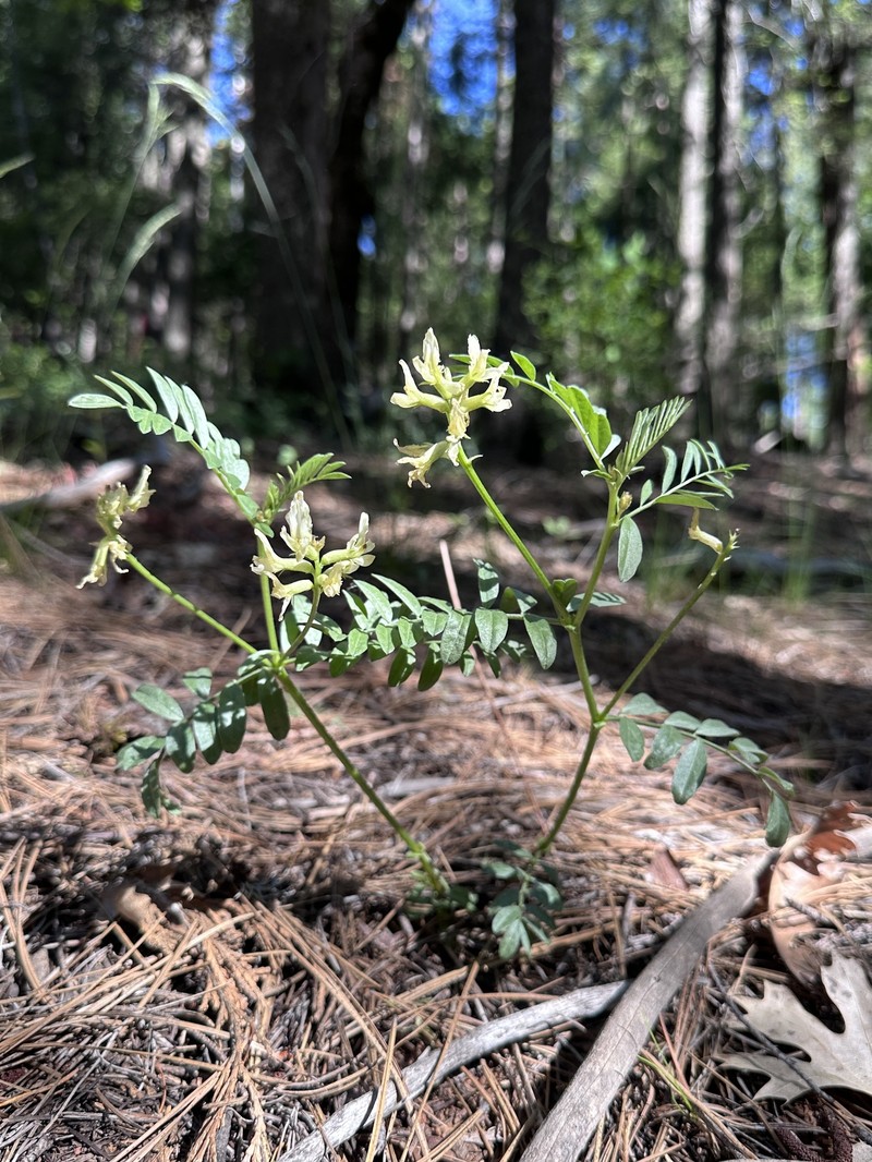 Webber's Milkvetch photo 7