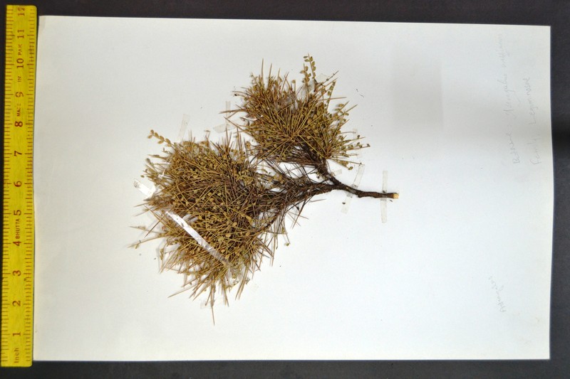 Astragalus webbianus