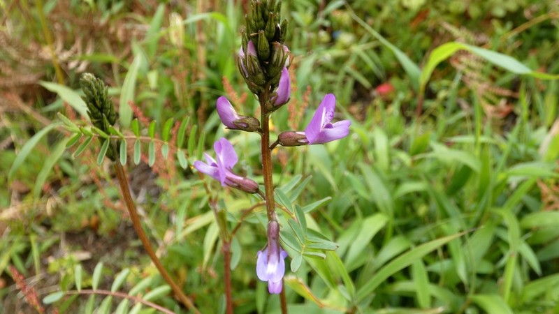 Astragalus weberbaueri