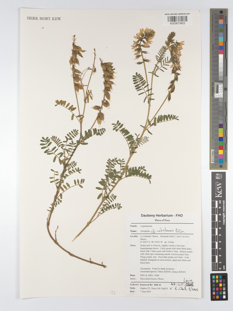 Astragalus weberbaueri photo 2