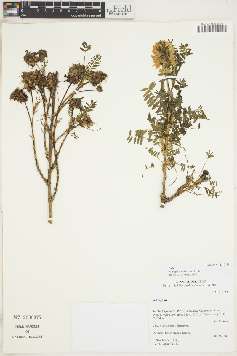 Astragalus weberbaueri photo 3