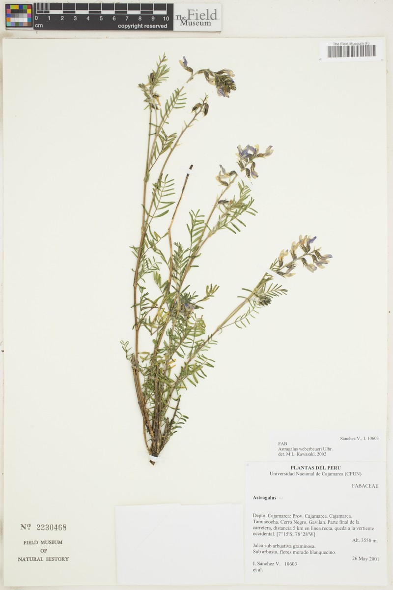 Astragalus weberbaueri photo 4