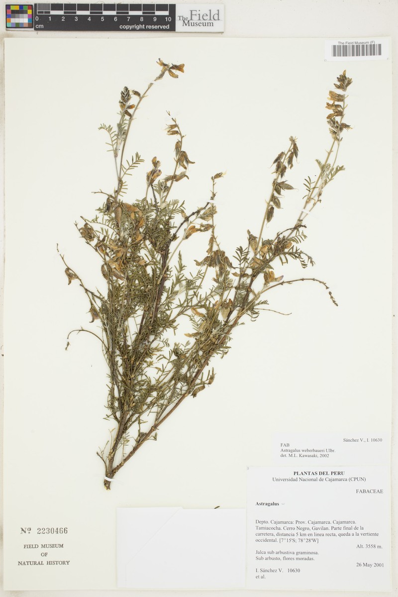 Astragalus weberbaueri photo 5
