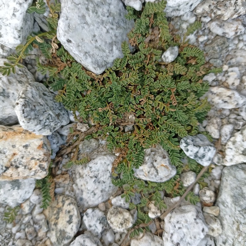 Astragalus weddellianus
