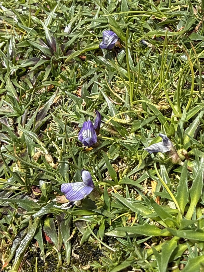 Astragalus weddellianus photo 3