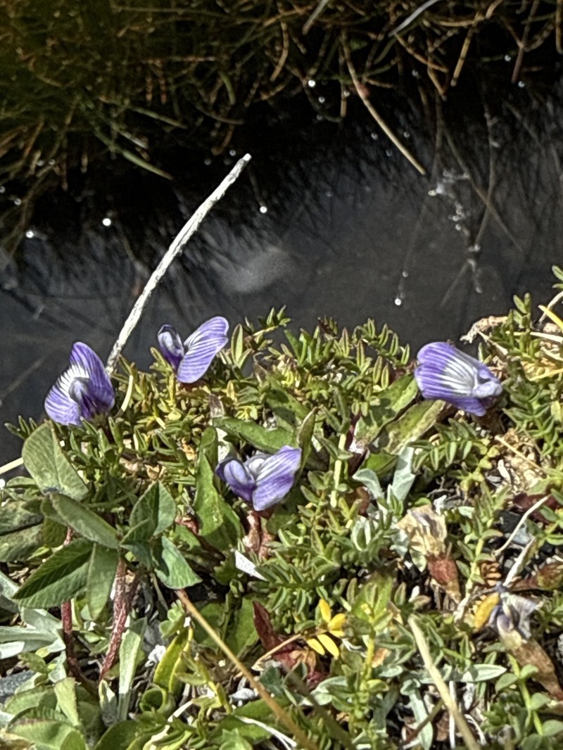 Astragalus weddellianus photo 4