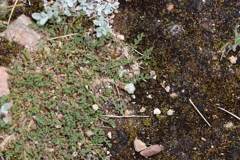 Astragalus weddellianus photo 5