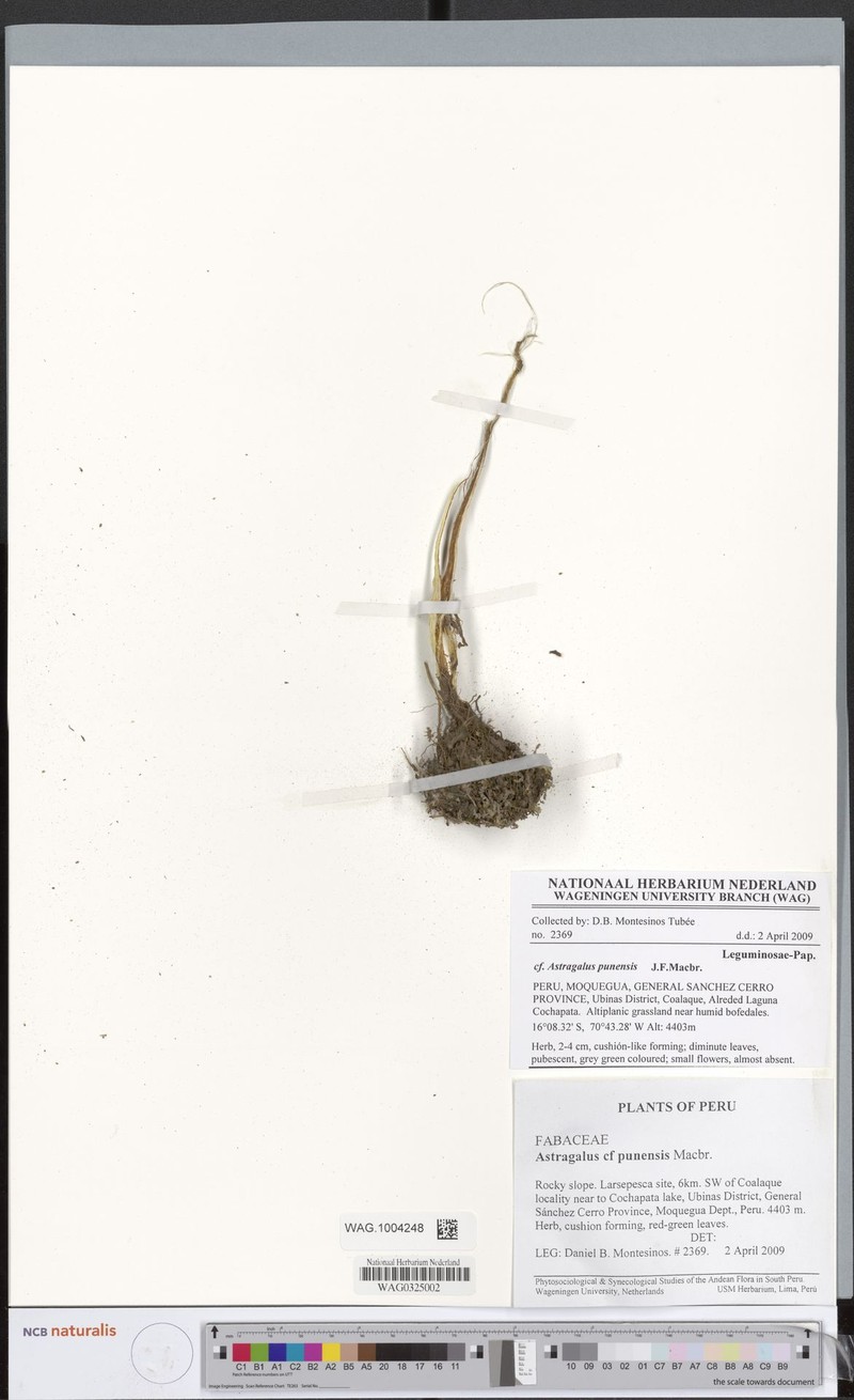 Astragalus weddellianus photo 6