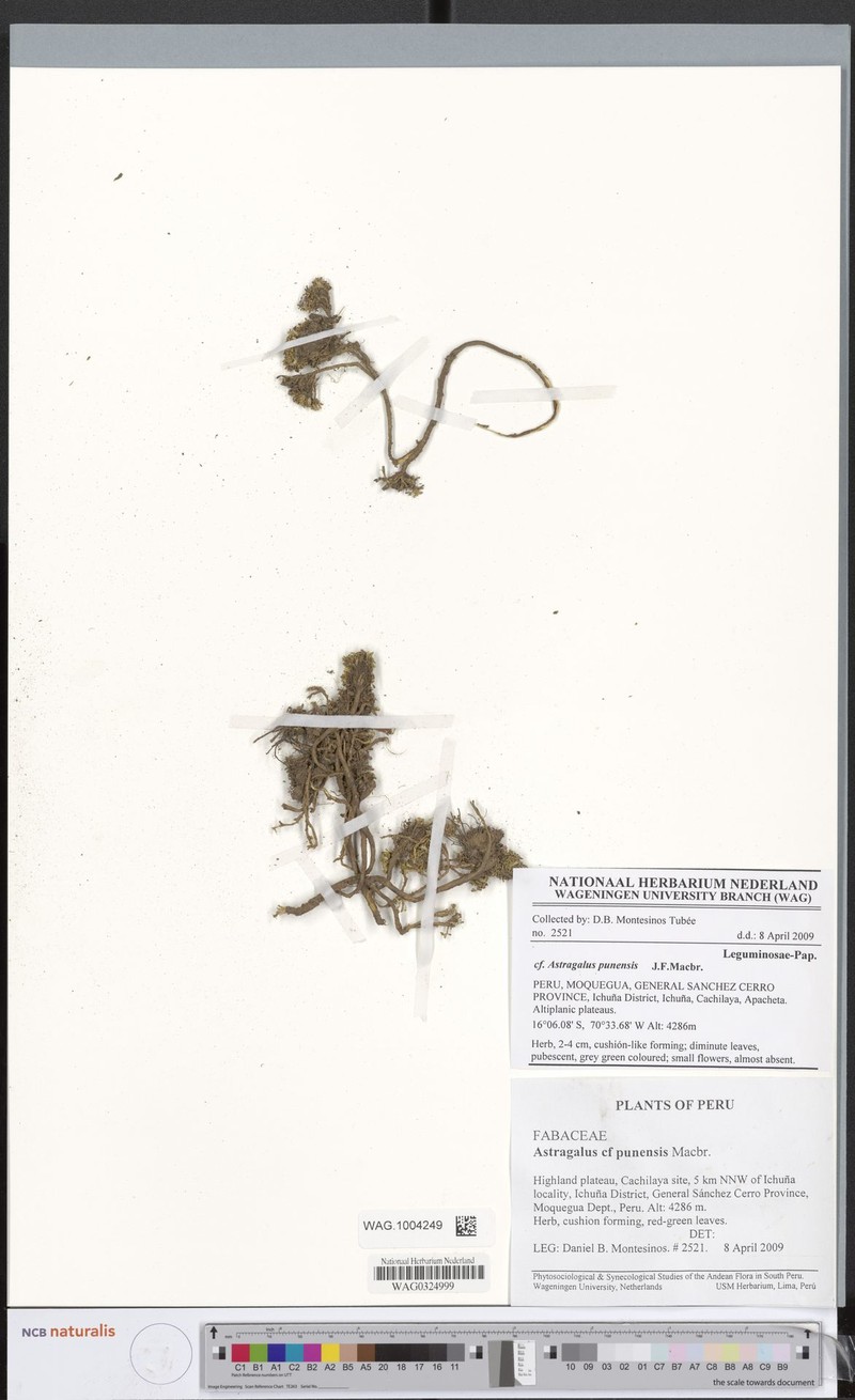 Astragalus weddellianus photo 7