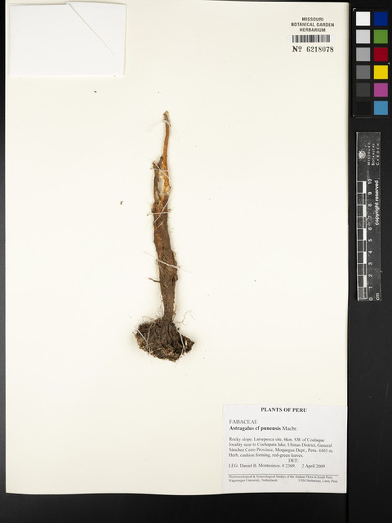 Astragalus weddellianus photo 8