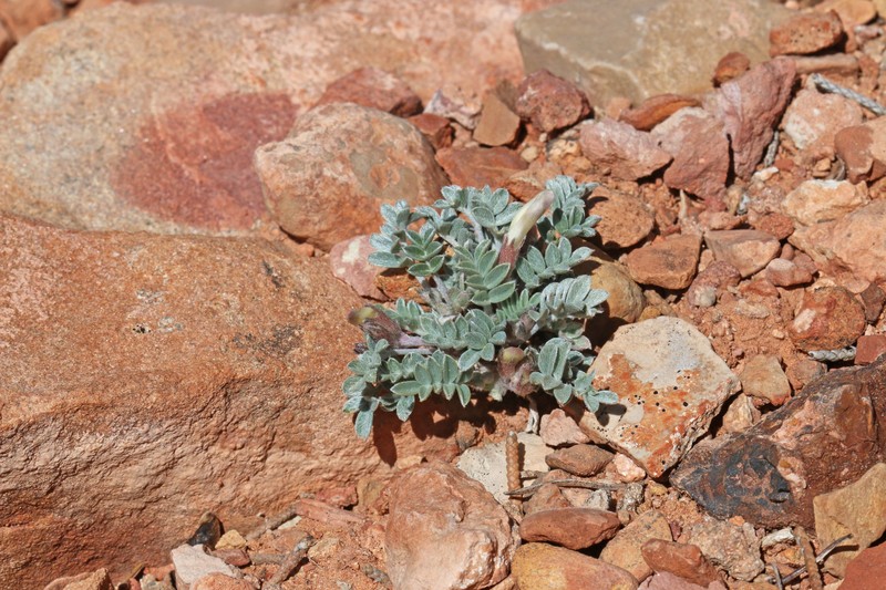 Loa Milkvetch