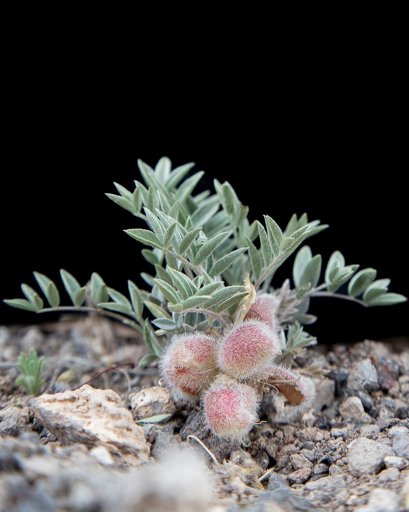 Loa Milkvetch
