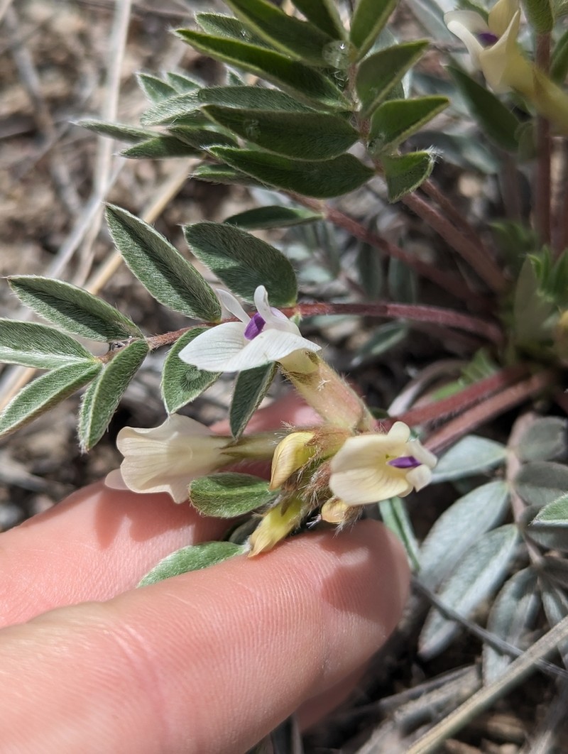 Loa Milkvetch photo 2