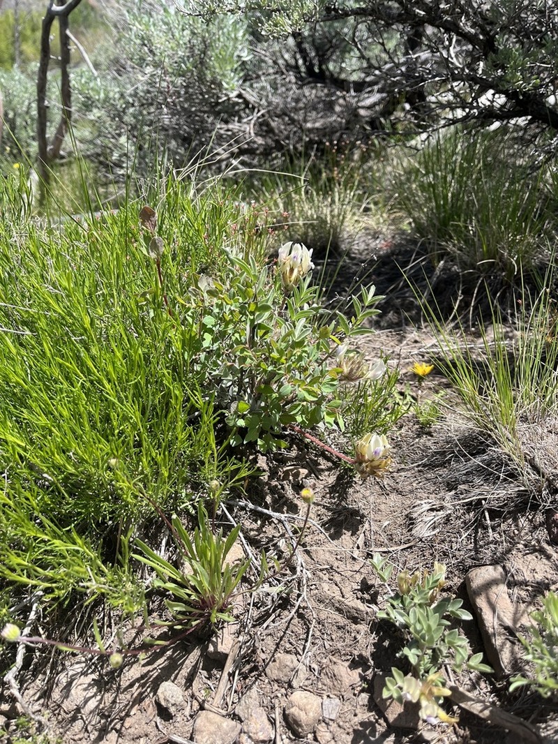Loa Milkvetch photo 3