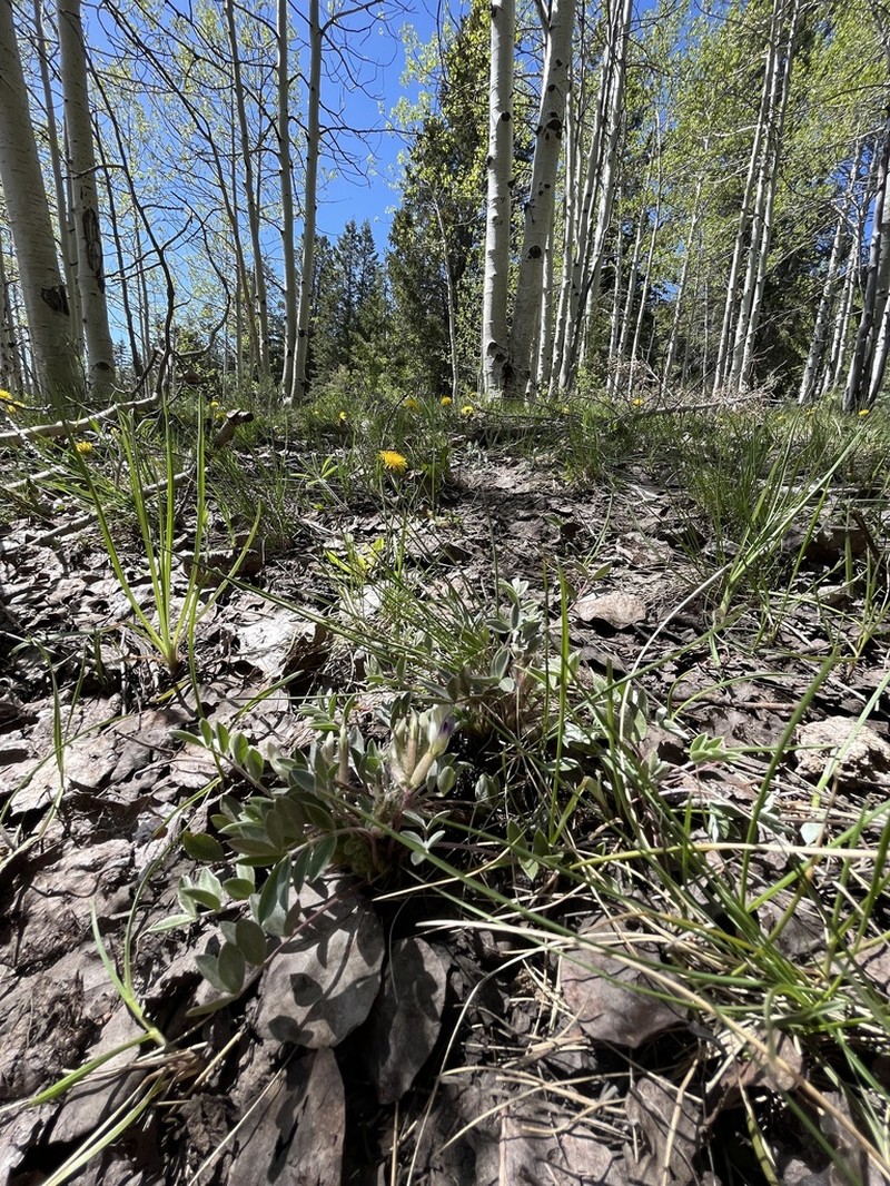 Loa Milkvetch photo 4
